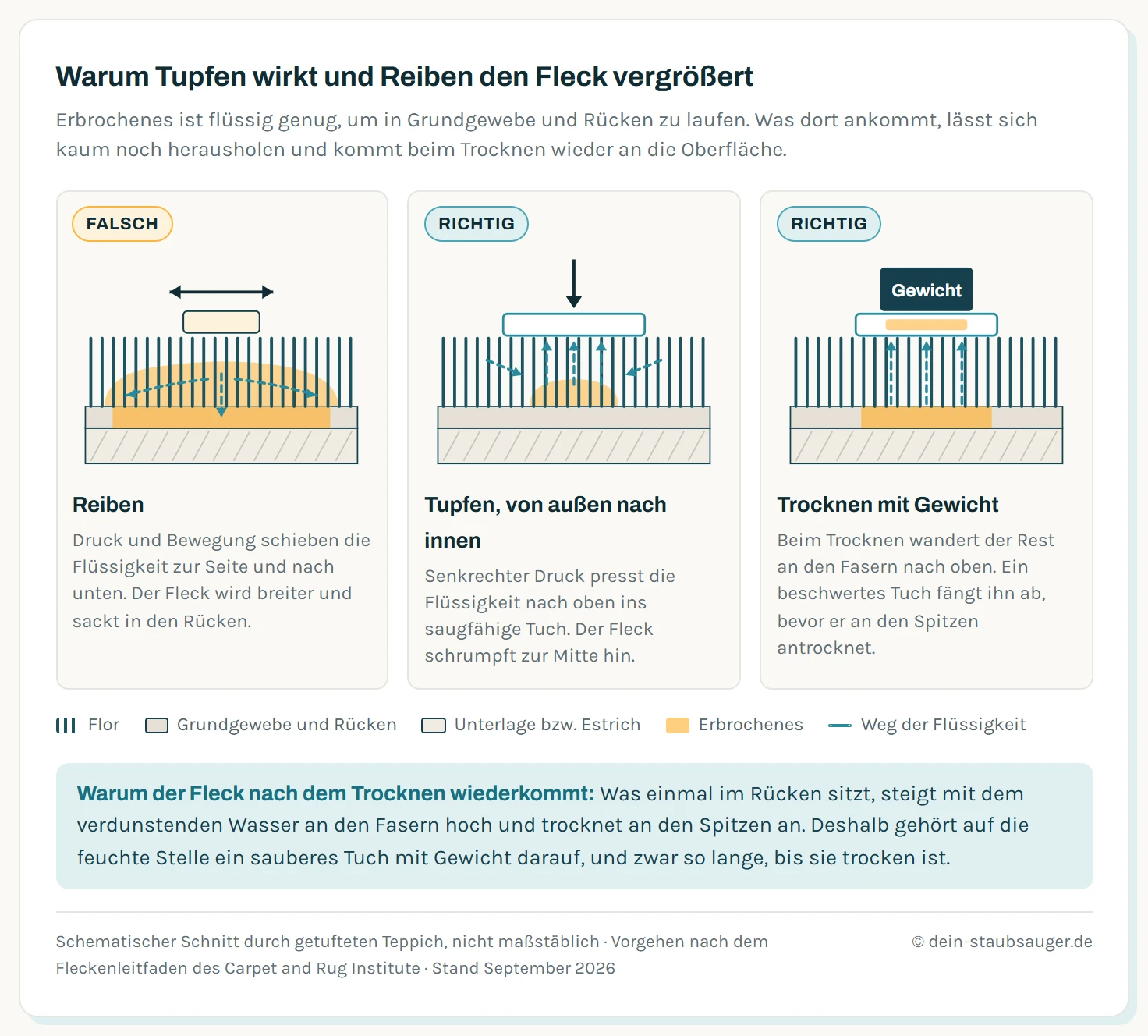 Drei schematische Schnitte durch einen Teppich mit Flor, Rücken und Unterlage: Reiben schiebt das Erbrochene zur Seite und bis in den Rücken, Tupfen mit senkrechtem Druck zieht die Flüssigkeit nach oben ins Tuch, und beim Trocknen fängt ein beschwertes Tuch den Rest auf, der über den Dochteffekt an den Fasern nach oben wandert.