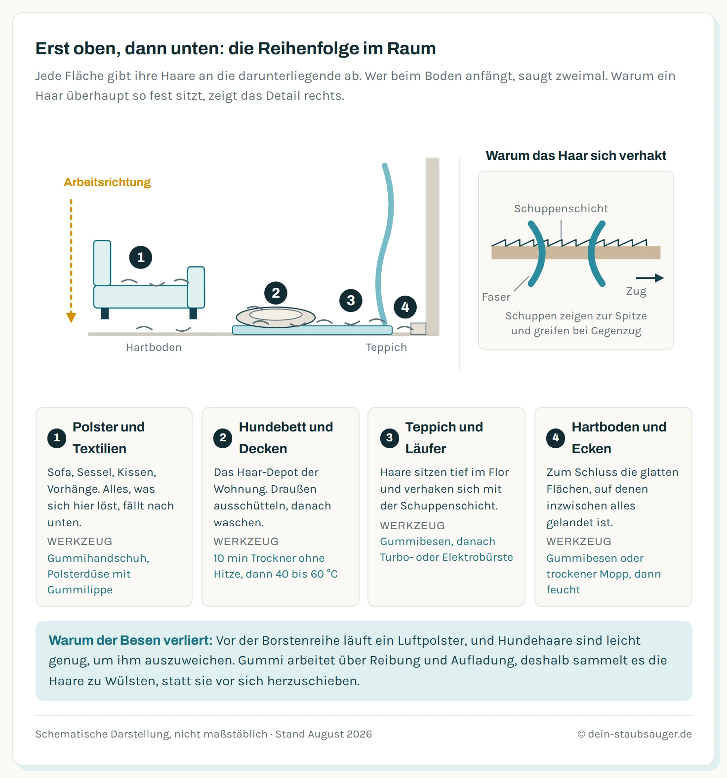 Links ein schematischer Raumschnitt mit Sofa, Hundebett, Teppich, Hartboden und Fußleiste, auf denen Hundehaare liegen. Vier nummerierte Marker geben die Arbeitsreihenfolge vor: erstens Polster und Textilien, zweitens Hundebett und Decken, drittens Teppich, viertens Hartboden mit Fußleiste. Ein Pfeil an der Seite zeigt die Richtung von oben nach unten. Rechts ein vergrößertes Detail, das erklärt, warum ein Hundehaar in Textilien hängen bleibt: Das Haar trägt außen eine Schuppenschicht aus überlappenden Zellen, die zur Haarspitze zeigen. In der Schlaufe einer Textilfaser verkeilen sich diese Schuppen, sobald Zug in die Gegenrichtung wirkt.