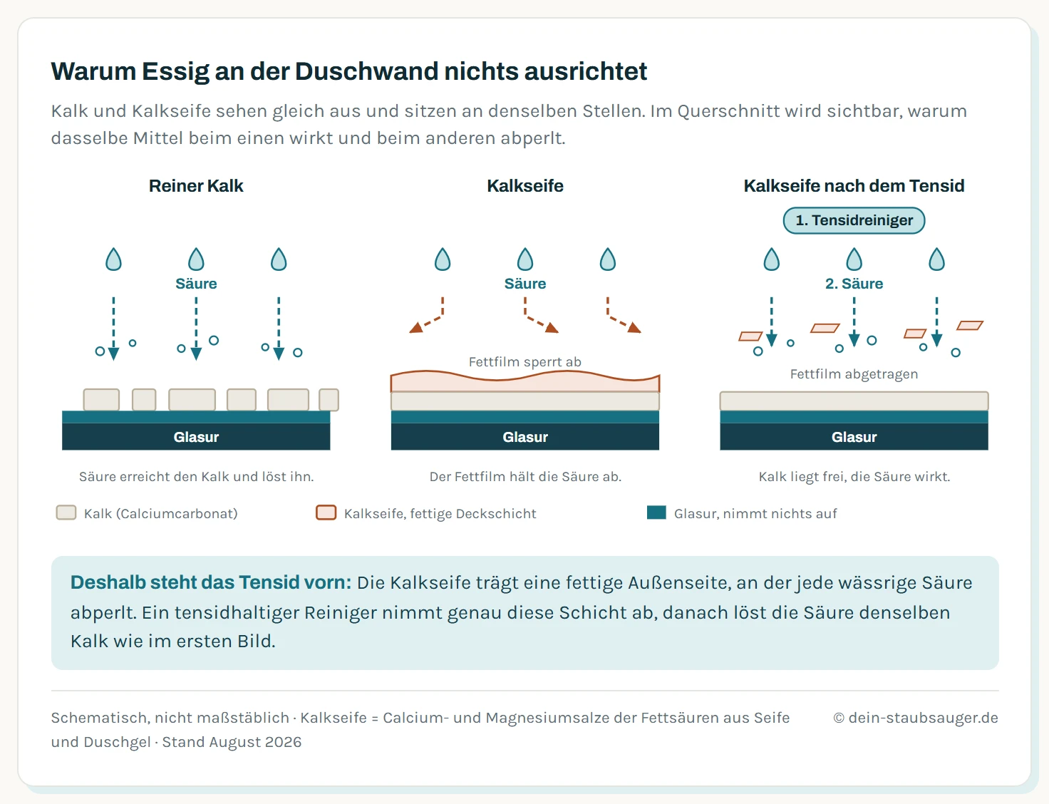 Drei schematische Querschnitte durch eine Fliese nebeneinander. Bei reinem Kalk liegen kristalline Inseln auf der Glasur, die Säuretropfen erreichen sie direkt und lösen sie unter Bläschenbildung auf. Bei Kalkseife liegt über der geschlossenen Kalkschicht ein fettiger Film, an dem die Säure seitlich abperlt. Nach der Behandlung mit einem Tensidreiniger ist der Fettfilm in Fragmente aufgelöst, der Kalk liegt frei, und die Säure wirkt wie im ersten Fall.