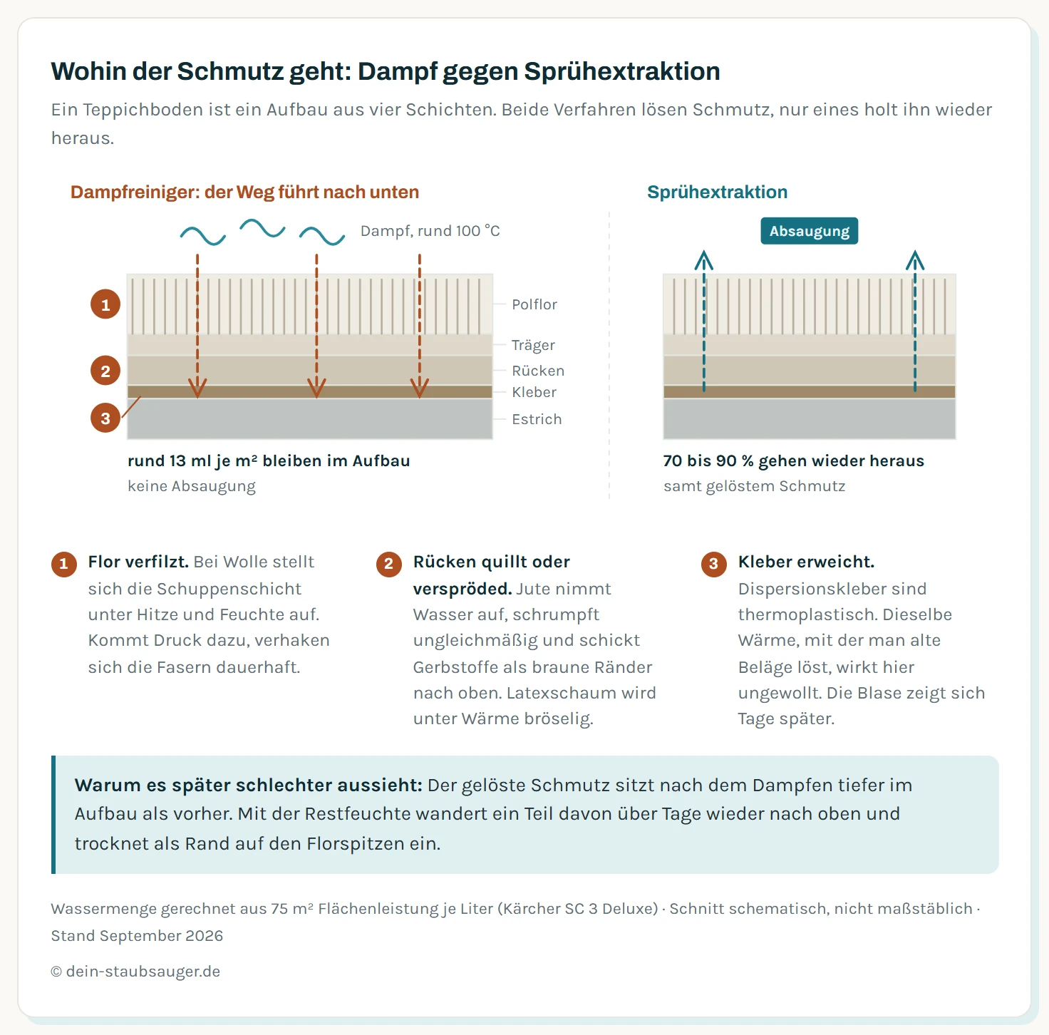 Querschnitt durch einen verklebten Teppichboden mit vier Schichten von oben nach unten: Polflor aus stehenden Fasern, Trägergewebe, Rücken aus Latexschaum oder Jute, Klebeschicht und darunter der Estrich. Links der Weg beim Dampfen: Der Dampf trifft mit rund 100 Grad auf die Florspitzen, kondensiert dort zu Wasser, und das Wasser wandert mit dem gelösten Schmutz nach unten durch Flor und Trägergewebe bis in den Rücken. Nichts wird abgesaugt, das Wasser bleibt im Aufbau. Drei rot markierte Schadensstellen zeigen die Folgen: erstens Verfilzung im Flor bei Wollfasern durch Hitze, Feuchte und Druck, zweitens Quellen und Schrumpfen des Rückens, wobei Jute Ränder bildet und Latexschaum unter Wärme verspröded, drittens die Klebeschicht, in der Dispersionskleber erweichen und die Verbindung zum Estrich verlieren, was sich später als Blase zeigt. Rechts zum Vergleich die Sprühextraktion: Die Reinigungslösung wird eingesprüht und im selben Arbeitsgang zu 70 bis 90 Prozent samt Schmutz wieder abgesaugt, der Weg des Schmutzes führt nach oben aus dem Belag heraus.