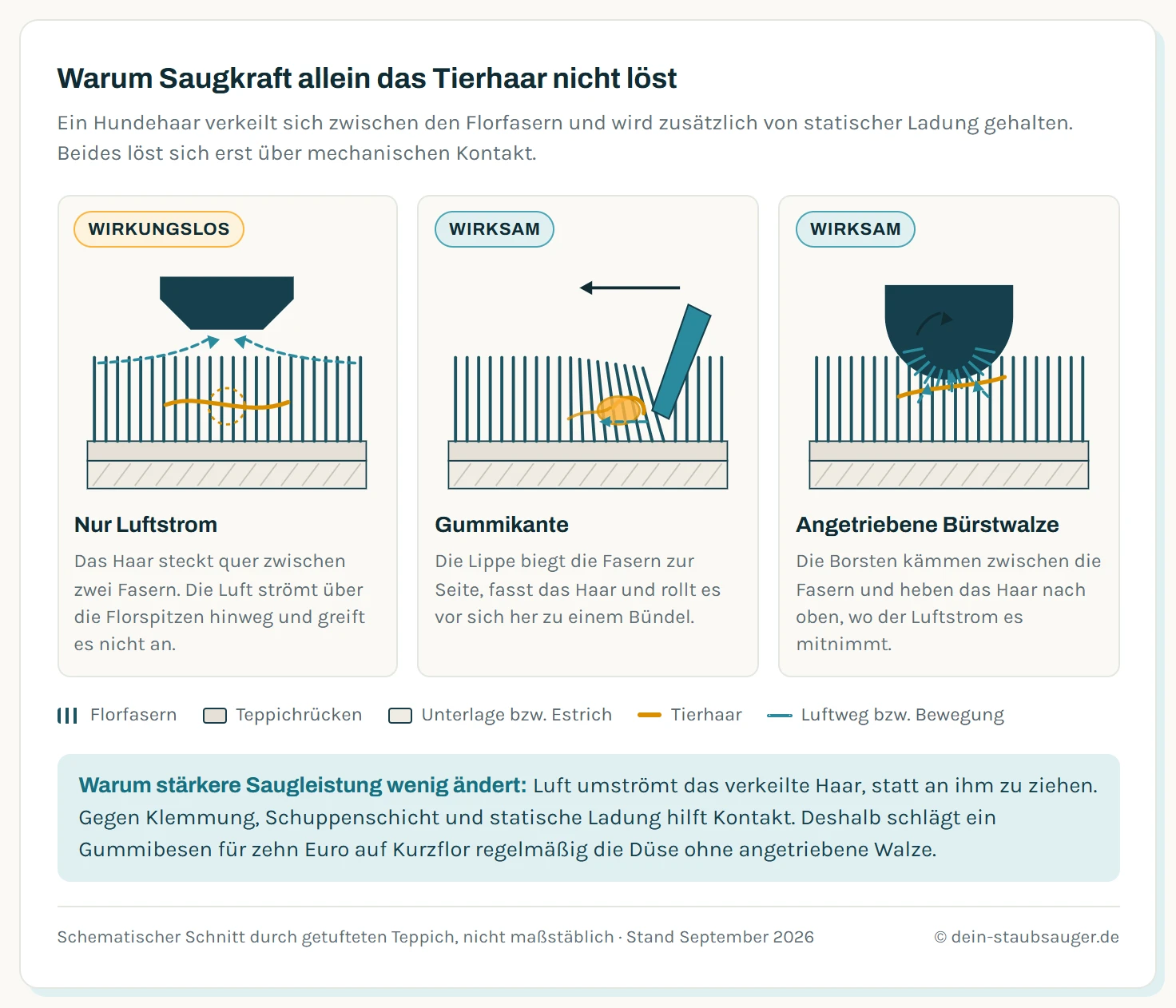 Drei schematische Schnitte durch einen Teppichflor mit einem Tierhaar. Erster Schnitt: Das Haar hat sich quer zwischen zwei Fasern verkeilt, der Luftstrom des Staubsaugers strömt als gestrichelte Linie darüber hinweg und löst es nicht. Zweiter Schnitt: Eine Gummikante greift in den Flor, biegt die Fasern zur Seite und rollt das Haar durch Reibung vor sich her zu einem Bündel. Dritter Schnitt: Eine rotierende Bürstwalze kämmt mit ihren Borsten zwischen die Fasern und hebt das Haar nach oben in den Luftstrom, der es abtransportiert.