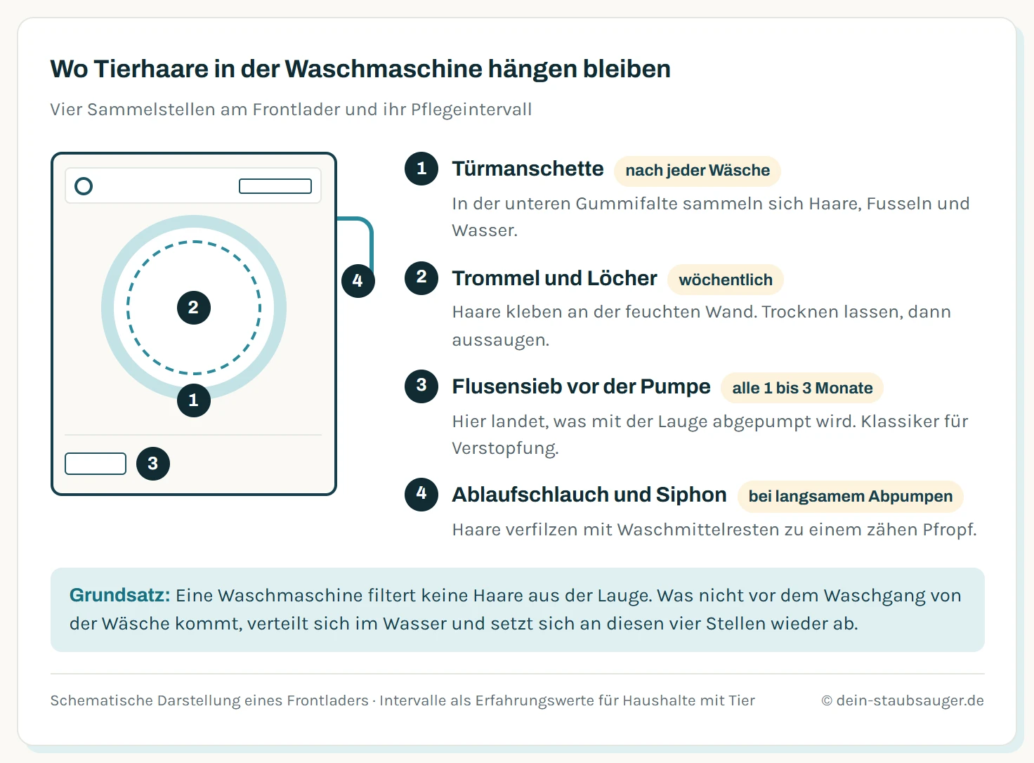 Schema eines Frontladers mit vier markierten Sammelstellen für Tierhaare: Türmanschette unten am Bullauge, Trommelwand und Trommellöcher, Flusensieb vor der Laugenpumpe hinter der Sockelklappe und der Ablaufschlauch hinten.